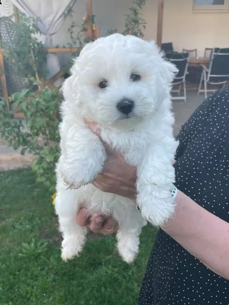 bellissimi cuccioli di bichon   frise | Foto 2