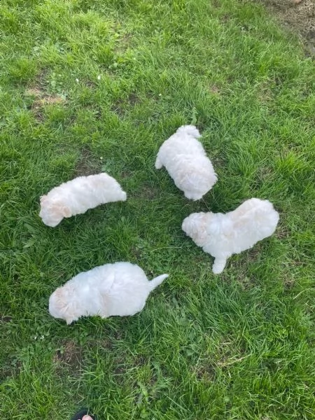 bellissimi cuccioli di bichon   frise