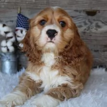 regalo  cuccioli di cocker spaniel