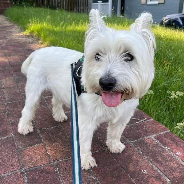  adorabili cuccioli  west highland terrier bianco  femminucce e maschietti disponibili