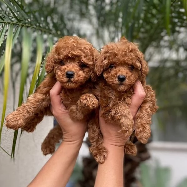   cuccioli di barboncino per l'adozione