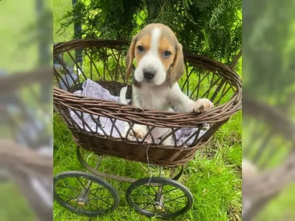 cuccioli di razza beagle in cerca di nuova casa | Foto 2