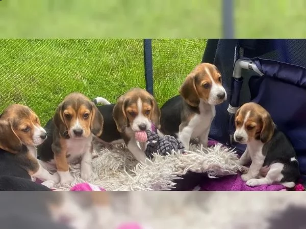 cuccioli di razza beagle in cerca di nuova casa | Foto 1