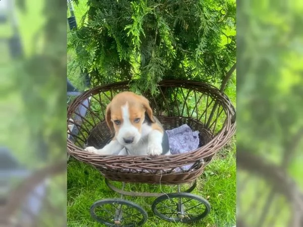 cuccioli di razza beagle in cerca di nuova casa | Foto 0