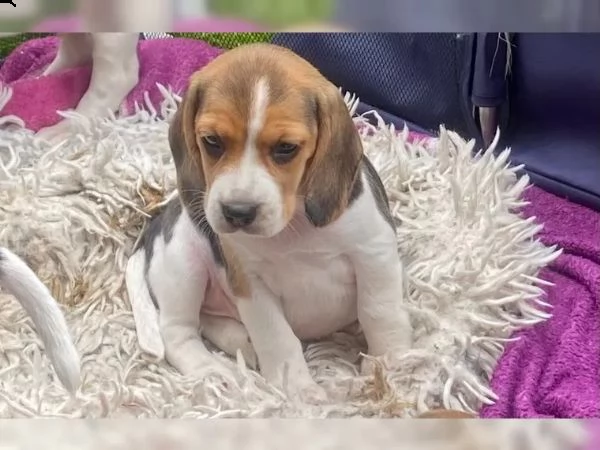 cuccioli di razza beagle in cerca di nuova casa