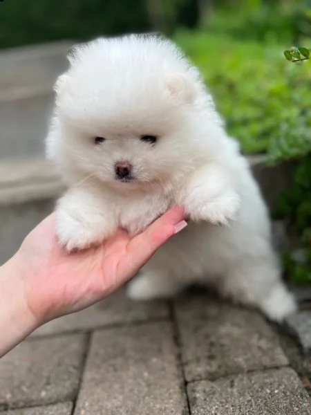 cucciolo di pomerania pomerania femmina, maschio | Foto 2