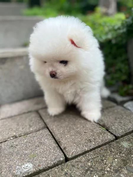 cucciolo di pomerania pomerania femmina, maschio