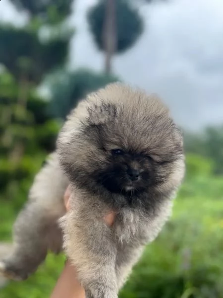 cucciolo di pomerania pomerania femmina, maschio | Foto 1