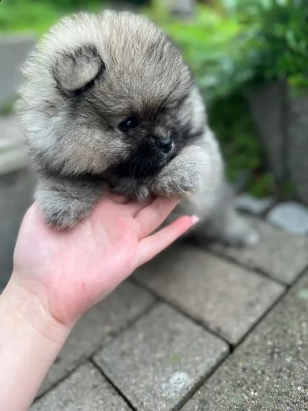 cucciolo di pomerania pomerania femmina, maschio | Foto 0