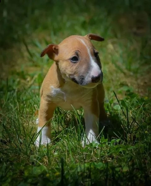 3 splendidi cuccioli di bull terrier | Foto 2