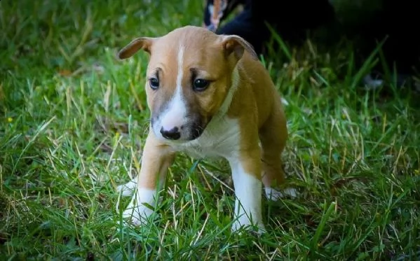 3 splendidi cuccioli di bull terrier | Foto 1