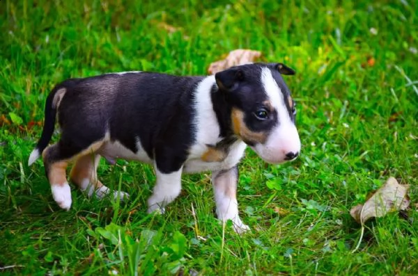 3 splendidi cuccioli di bull terrier