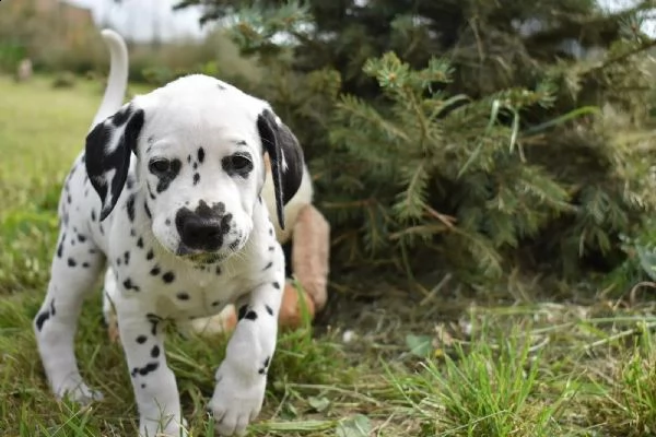 cuccioli dalmata (maschi/femmine) stanno ancora cercando la loro casa per sempre | Foto 3