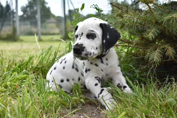 cuccioli dalmata (maschi/femmine) stanno ancora cercando la loro casa per sempre | Foto 2