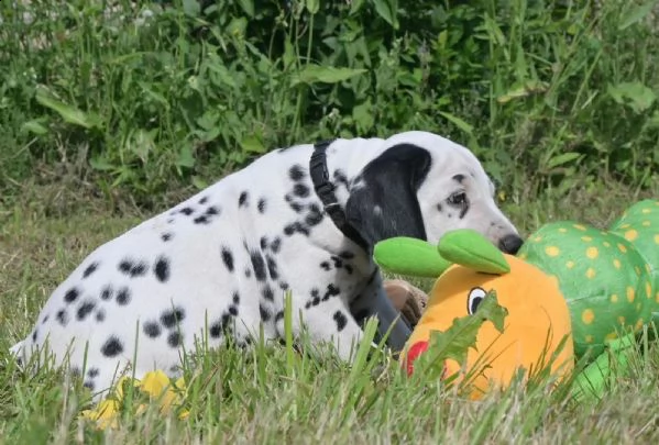 cuccioli dalmata (maschi/femmine) stanno ancora cercando la loro casa per sempre