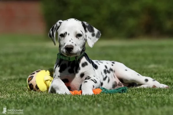 cuccioli dalmata (maschi/femmine) stanno ancora cercando la loro casa per sempre | Foto 1