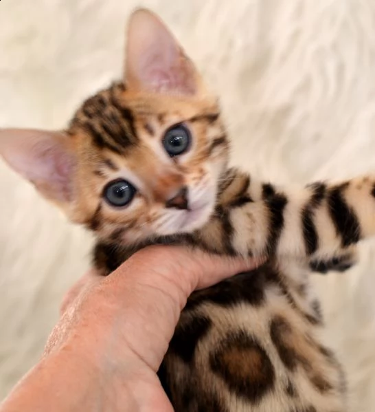 cuccioli di razza bengala | Foto 0