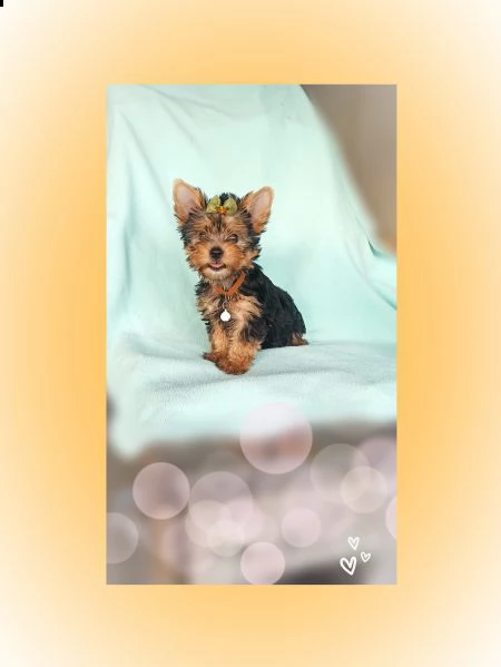 yorkshire terrier toy