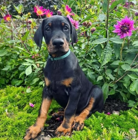 cuccioli di dobermann