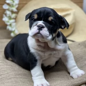 regalo   bulldog inglese | Foto 0