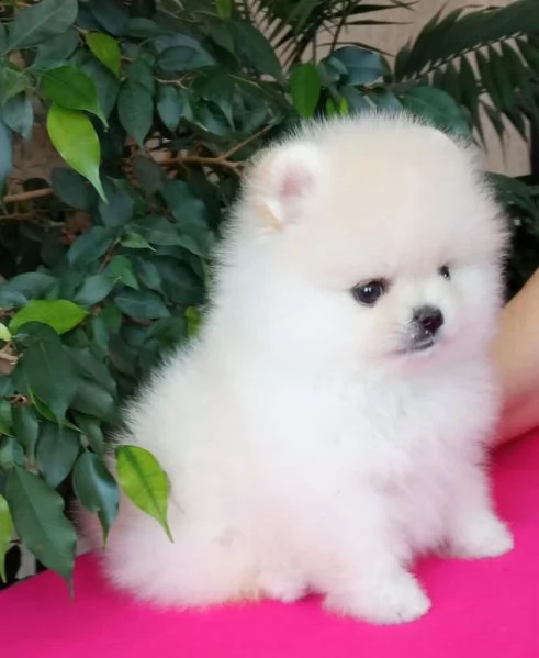 splendidi cuccioli di pomerania