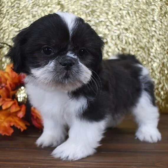  regalo bellissimi cuccioli allevati shih-tzu, colore bianco e nero.