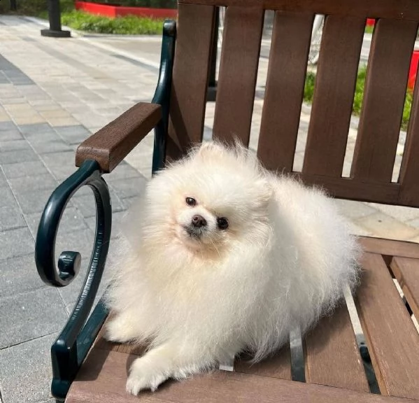 cuccioli di volpino pomerania in adozione