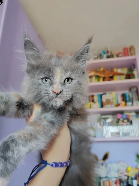 cuccioli maine coon | Foto 5