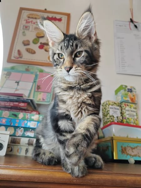 cuccioli maine coon | Foto 4