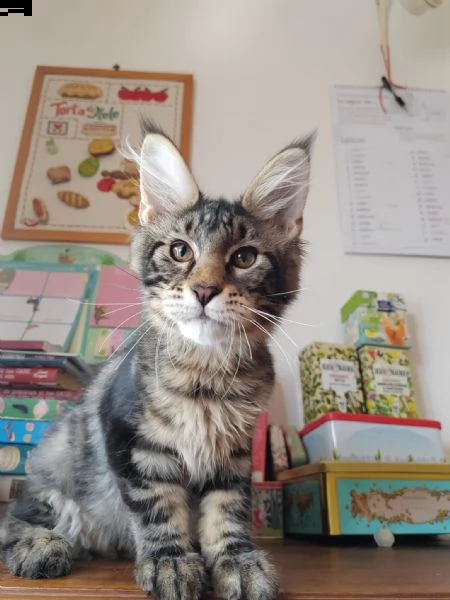 cuccioli maine coon