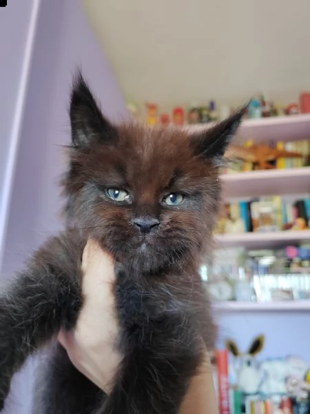 cuccioli maine coon | Foto 0