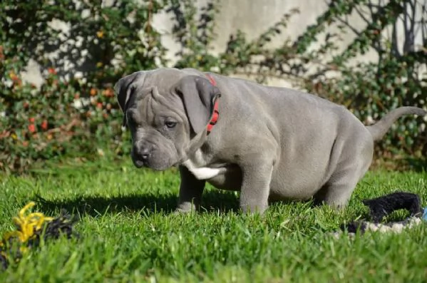 adorabili cuccioli di pitbull in adozione  | Foto 2