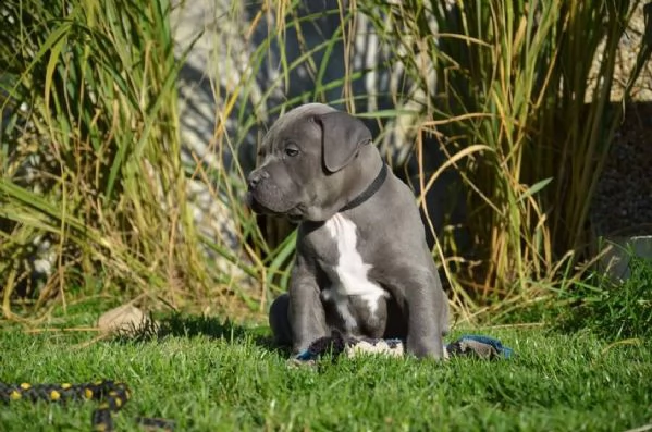 adorabili cuccioli di pitbull in adozione  | Foto 1