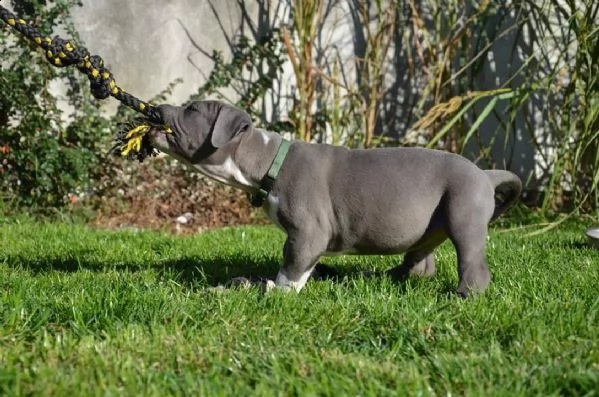 adorabili cuccioli di pitbull in adozione  | Foto 0