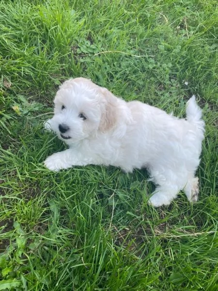 cuccioli carinissimi bichon frise