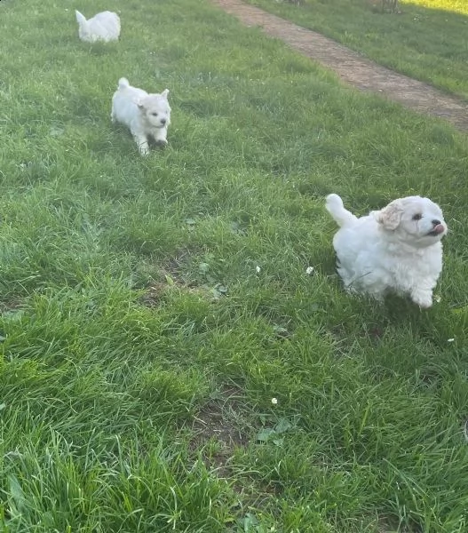 cuccioli carinissimi bichon frise | Foto 2