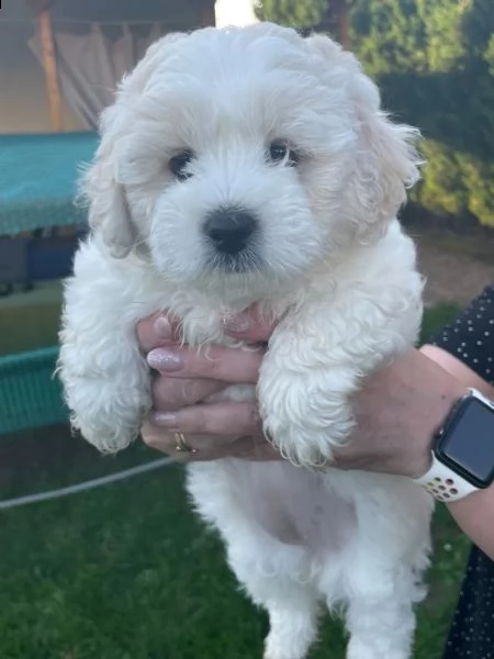 cuccioli carinissimi bichon frise | Foto 1