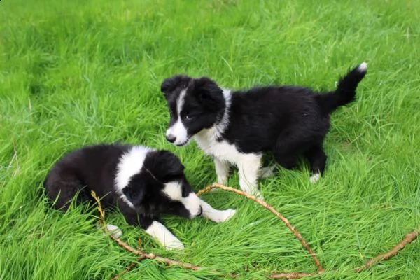 cuccioli di border collie di altissima genealogia