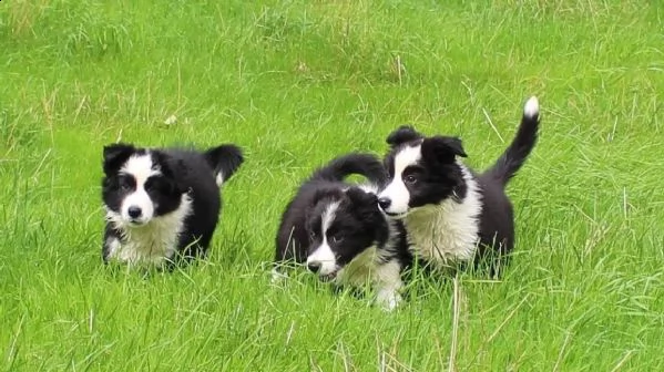 cuccioli di border collie di altissima genealogia | Foto 2