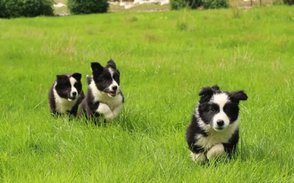 cuccioli di border collie di altissima genealogia | Foto 1