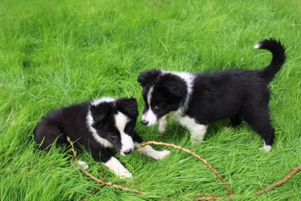 cuccioli di border collie di altissima genealogia | Foto 0