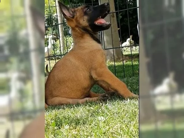 cuccioli di pastore belga malinois