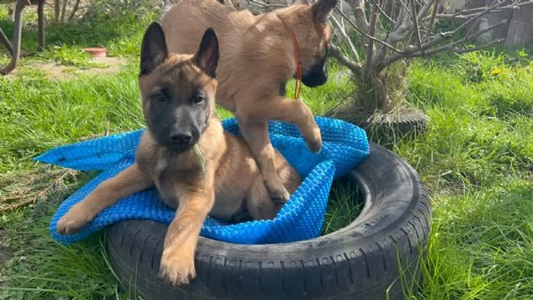 cuccioli di pastore belga malinois | Foto 0