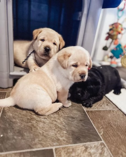 cuccioli di labrador (pronti subito)