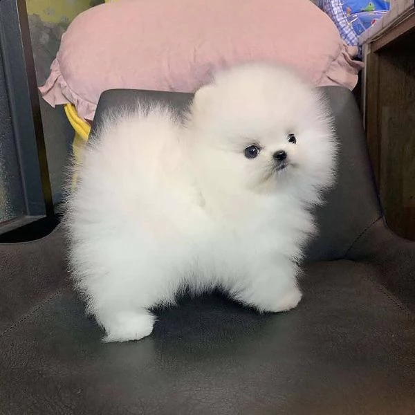 cucciolo di pomerania in pelliccia