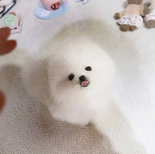 cucciolo di pomerania in pelliccia | Foto 0