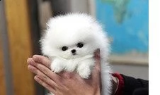 simpatici cuccioli di pomerania | Foto 2