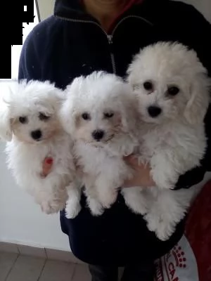 cucciolata di bichon prontera