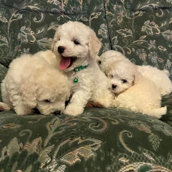 cuccioli di bichon frisé