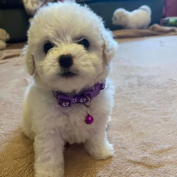 cuccioli di bichon frisé | Foto 1